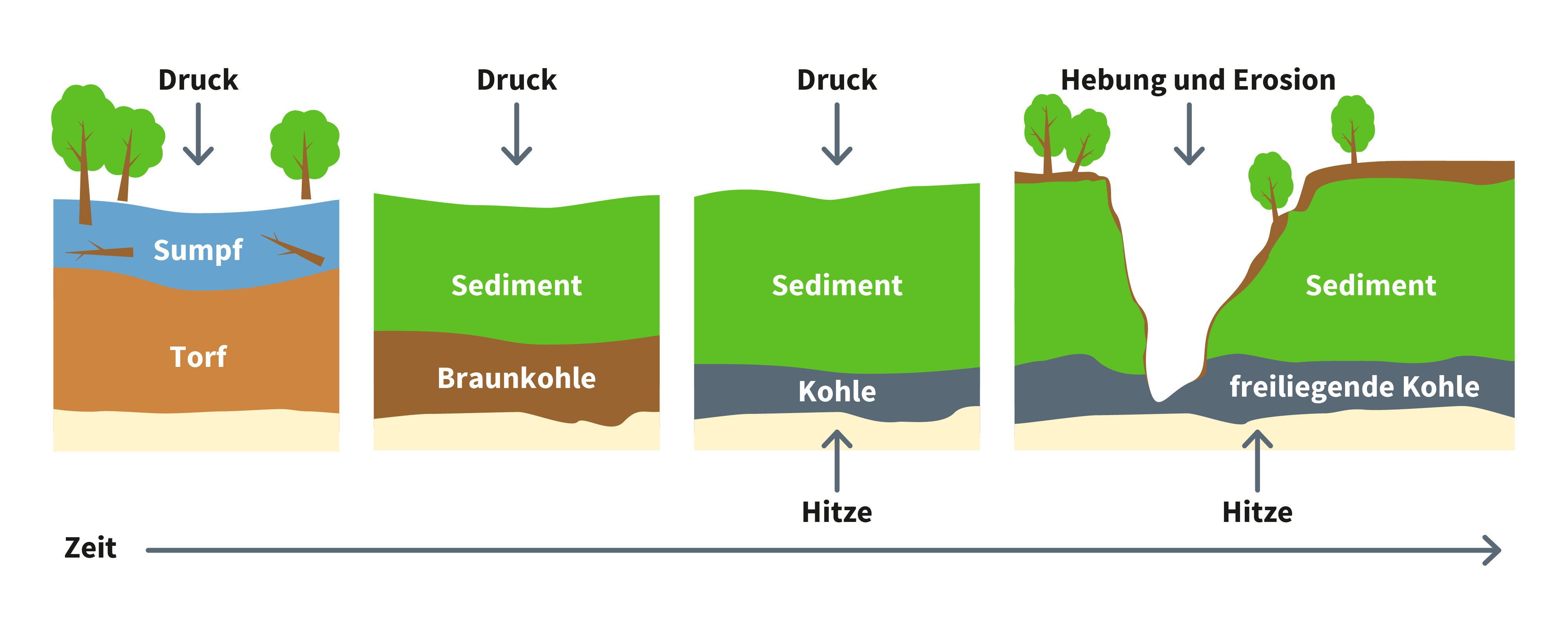 Schema: Aus abgestorbenen Pflanzen und Meeresorganismen entstehen über Millionen Jahre unter Druck und Wärme Kohle, Erdöl und Erdgas.